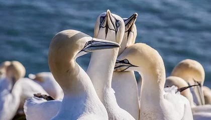 里尔失误频频，遭遇连败颓势难挽